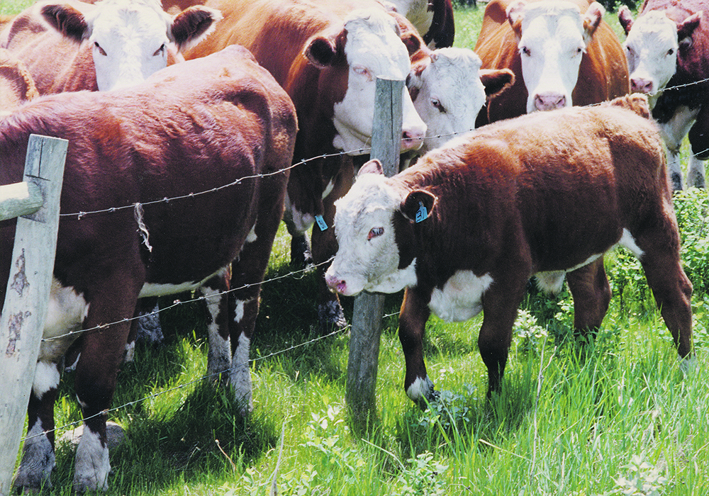 Cattle will do better if they can be calmed down at the stressful times of their lives, such as weaning, showing and transportation.  |  File photo