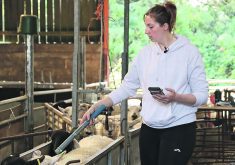 RFID scanning system data is expected to help sheep producers with predator issues.  |  Saskatchewan Sheep Development Board photo