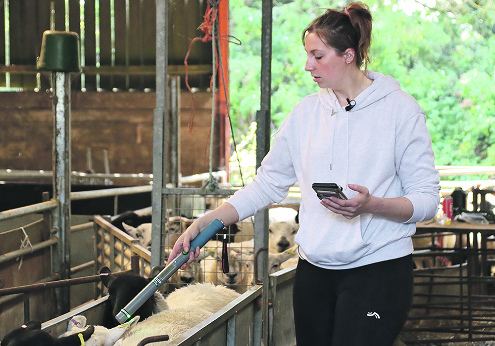 RFID scanning system data is expected to help sheep producers with predator issues.  |  Saskatchewan Sheep Development Board photo