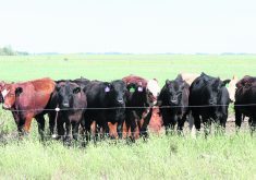 The abundance of feed this year, combined with strong calf prices promising profit, could ease the pressure on producers to reduce their herds.  |  File photo
