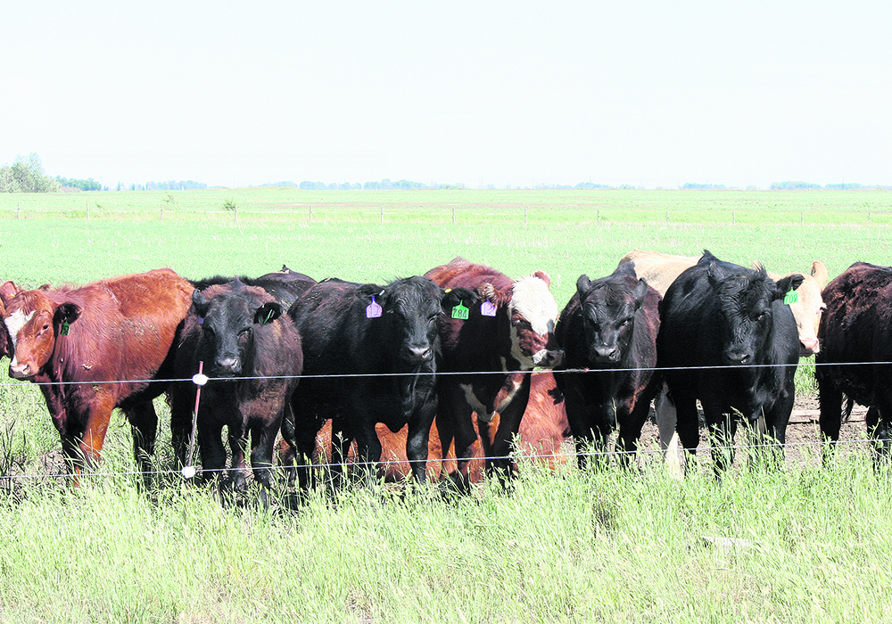 The abundance of feed this year, combined with strong calf prices promising profit, could ease the pressure on producers to reduce their herds.  |  File photo