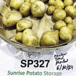 SP327’s low, stable winter storage glucose levels, fry tests, colour and shape consistency, regardless of where it’s grown, are keys to its success. While not late blight resistant, it is resilient to it and other viruses and doesn’t rot in storage. | Diana Martin photo