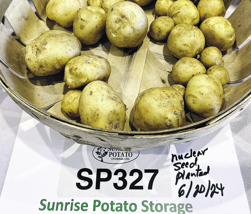 SP327’s low, stable winter storage glucose levels, fry tests, colour and shape consistency, regardless of where it’s grown, are keys to its success. While not late blight resistant, it is resilient to it and other viruses and doesn’t rot in storage.  |  Diana Martin photo