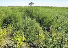 Quick adapting and designed to spread, kochia seems biologically primed to shrug off the punches farmers throw at it. |  Manitoba Agriculture photo