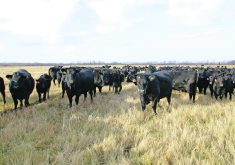 Producers recently said during a Saskatchewan Cattlemen’s Association meeting that the group has more important things to worry about than whether it should change its name.  |  File photo