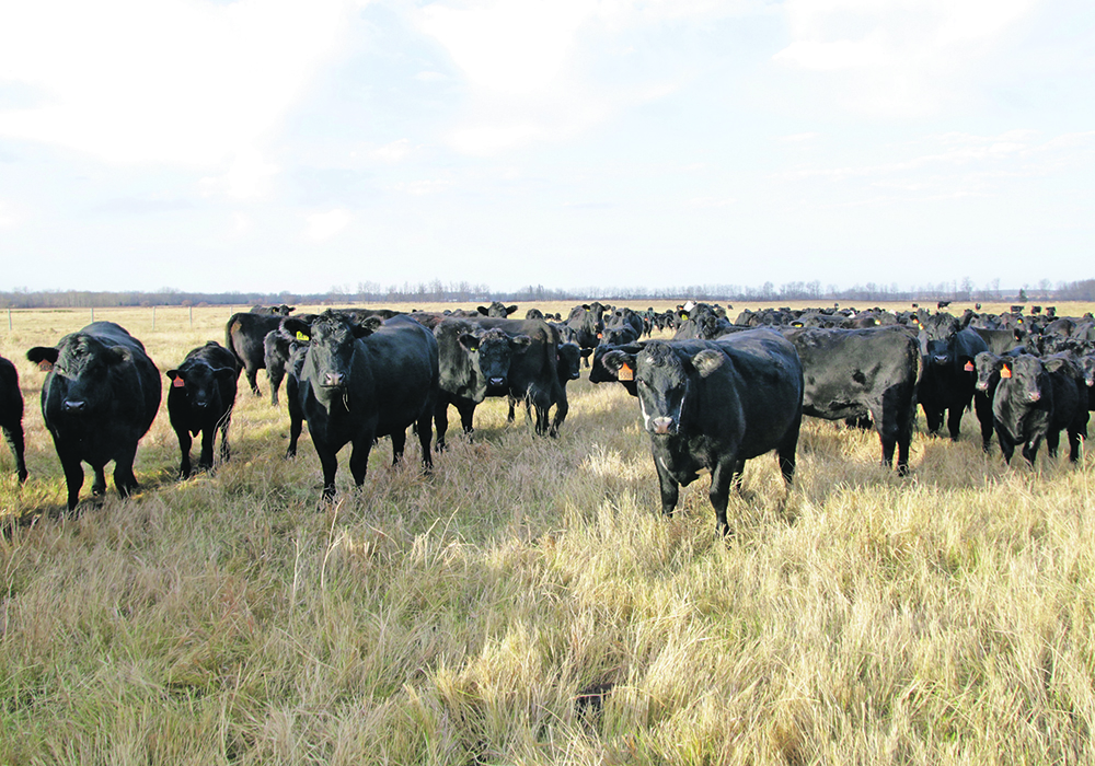 Image for Name change for cattle group meets resistance