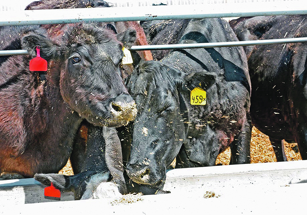 Three Canada-based vets are pouring enough concrete in far southwestern Nebraska to cover what they say will be a square mile — 640 acres — of a “beyond state-of-the-art,” 150,000-head cattle feedlot. | File photo