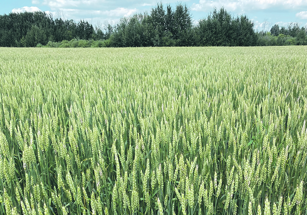 It appears that managed money funds are coming to the conclusion that wheat prices have dropped enough.  |  File photo