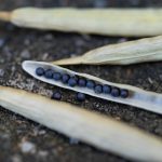 These latest consultations sought input from stakeholders including farmers, seed producers, industry associations, researchers and Indigenous communities, the CFIA said. The goal was to understand the current regulatory landscape and identify improvements to better support the agricultural sector. | Getty Images