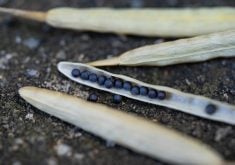 These latest consultations sought input from stakeholders including farmers, seed producers, industry associations, researchers and Indigenous communities, the CFIA said. The goal was to understand the current regulatory landscape and identify improvements to better support the agricultural sector. | Getty Images