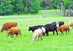 Livestock groups had asked that phrases in Bill C-293 such as “regulate commercial activities that can contribute to pandemic risk, including industrial animal agriculture” and “phase out commercial activities that disproportionately contribute to pandemic risk, including activities that involve high-risk species” be changed, but the wording remained in the bill that the House of Commons passed in June.  |  File photo