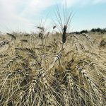 Producers across the Prairies noticed this year that their spring wheat outyielded their canola. | File photo