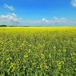 Statistics Canada has estimated the average canola yield in Western Canada this year at 38.4 bushels per acre, although some growers south of Regina saw less than 20 bu. per acre. | File photo