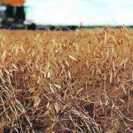 U.S. Department of Agriculture researchers looked at the long-term effects of three cropping rotations in Montana — summer fallow-wheat, no-till continuous wheat and no-till wheat-pea. After crunching the data, they concluded that the wheat-pea rotation is the most sustainable. | File photo