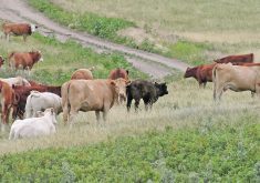 The author writes that Prairie ecosystems are in trouble, and our agricultural productivity may follow if we don’t act. | File photo