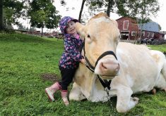 On Lester’s Farm Chalet near St. John’s, people pay $20 to spend 20 minutes with Chloe and other cows on the farm. Visitors can feed them, groom them or even lie beside them. | Screencap via Facebook/LestersFarmChalet