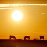 Starting in the 2025 AgriInvest program year, farms with allowable net sales of $1 million or more averaged over the previous three years, before applying the limit, will need to have an approved environmental assessment to receive the government money. | File photo