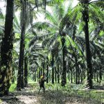 Malaysian palm oil competes with canola oil in world vegetable oil markets, so declining production in that country could have ramifications for Canada’s canola growers. | Reuters photo