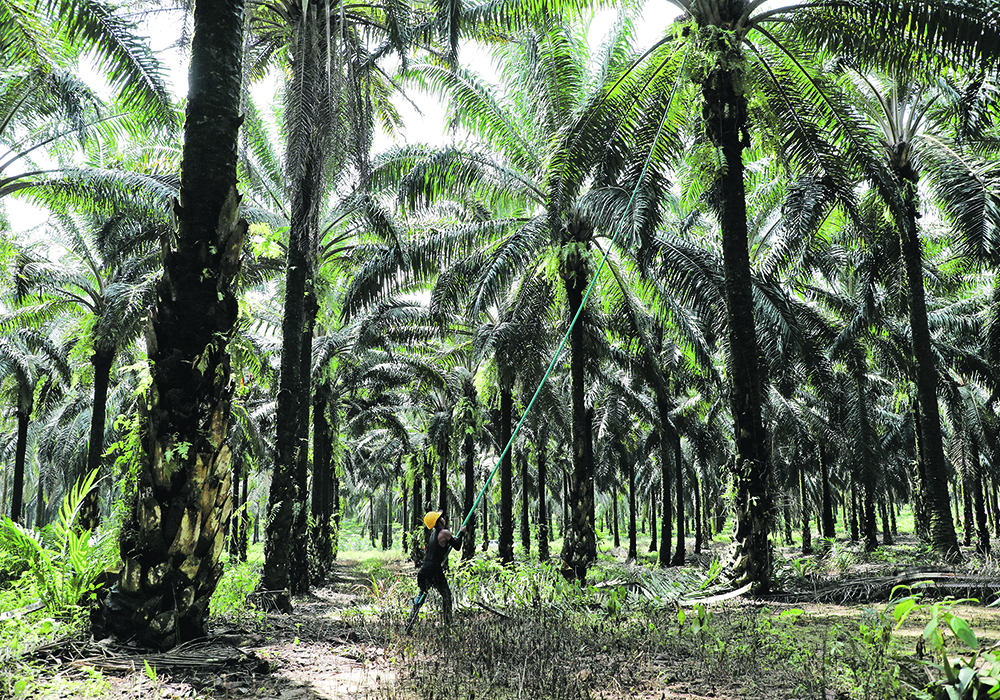 Malaysian palm oil competes with canola oil in world vegetable oil markets, so declining production in that country could have ramifications for Canada’s canola growers. | Reuters photo