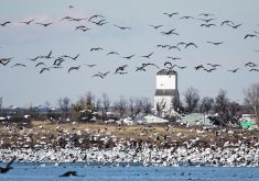 The migration season for wild birds is underway in the United States and will last until December, with waterfowl flying south from northern states such as Minnesota.  |  File photo