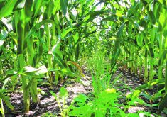Brassica crops such as radish are often used in polycrops, but they can pose a health risk to cattle if not carefully managed.  |  File photo