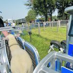 Canadian Te Pari dealer Jake Sloan demonstrates the Racewell HD4’s chute for hoof trimming and health applications in addition to weighing. | Diana Martin photo
