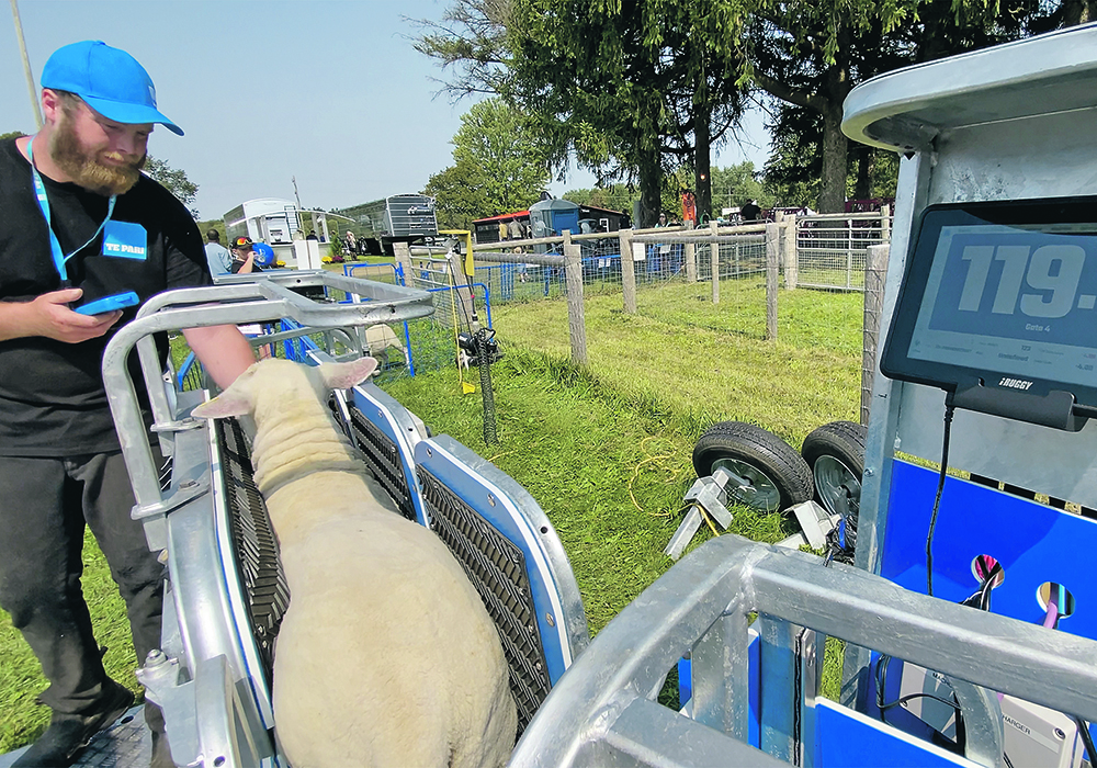 Canadian Te Pari dealer Jake Sloan demonstrates the Racewell HD4’s chute for hoof trimming and health applications in addition to weighing. | Diana Martin photo