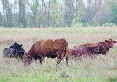 Producers can reduce their environmental footprint by producing more meat from fewer animals.  |  Alexis Stockford photo
