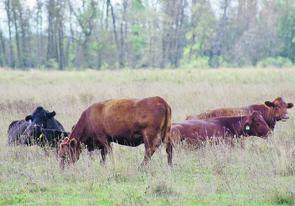 Producers can reduce their environmental footprint by producing more meat from fewer animals.  |  Alexis Stockford photo