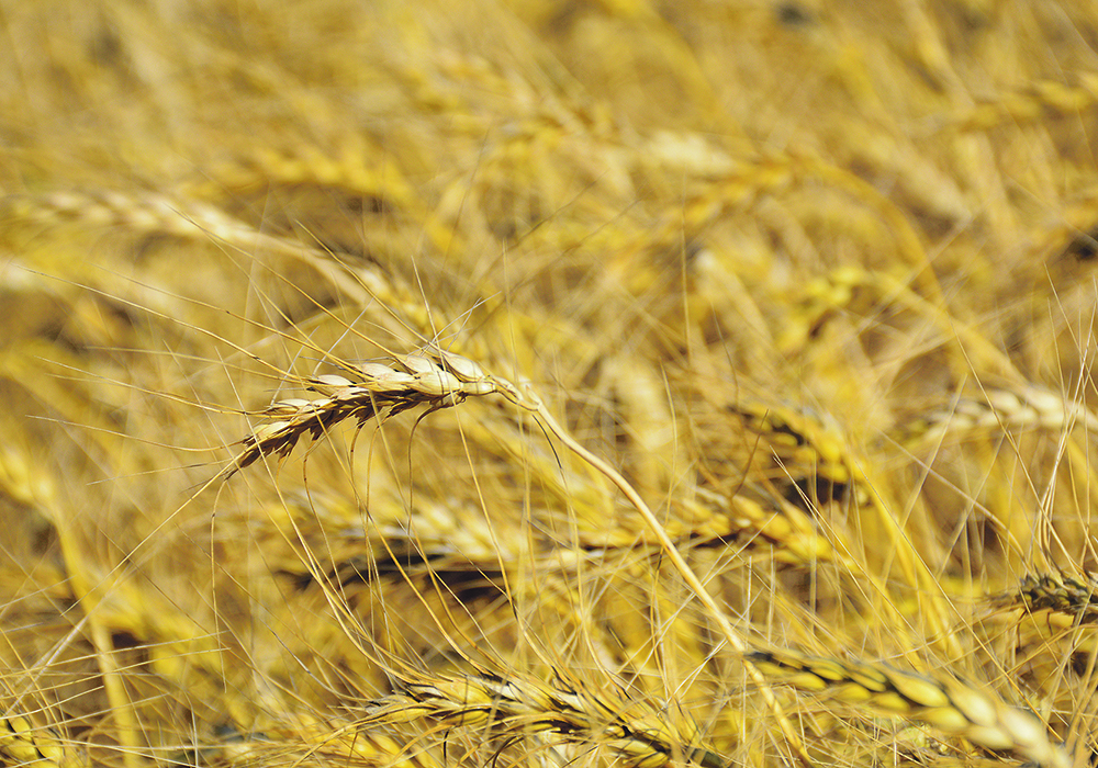 Upcoming wheat varieties offer built-in protection against both diseases and pests such as sawfly and wheat midge as well as protecting allies such as midge-eating wasps. | File photo