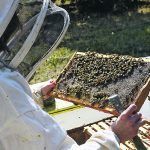 Some producers say honey production on the Prairies could be 20 to 25 per cent below average this year. | File photo