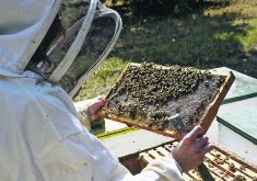 Some producers say honey production on the Prairies could be 20 to 25 per cent below average this year.  |  File photo
