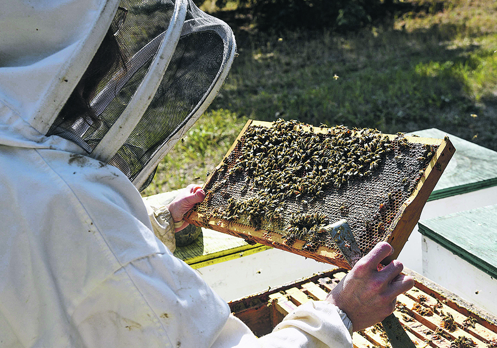 Some producers say honey production on the Prairies could be 20 to 25 per cent below average this year.  |  File photo