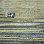 Justin Flowers harvests wheat east of Longview, Alta., Oct 1. Bad weather has raised crop quality concerns in the province. | Mike Sturk photo