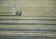 Justin Flowers harvests wheat east of Longview, Alta., Oct 1. Bad weather has raised crop quality concerns in the province.  |   Mike Sturk photo