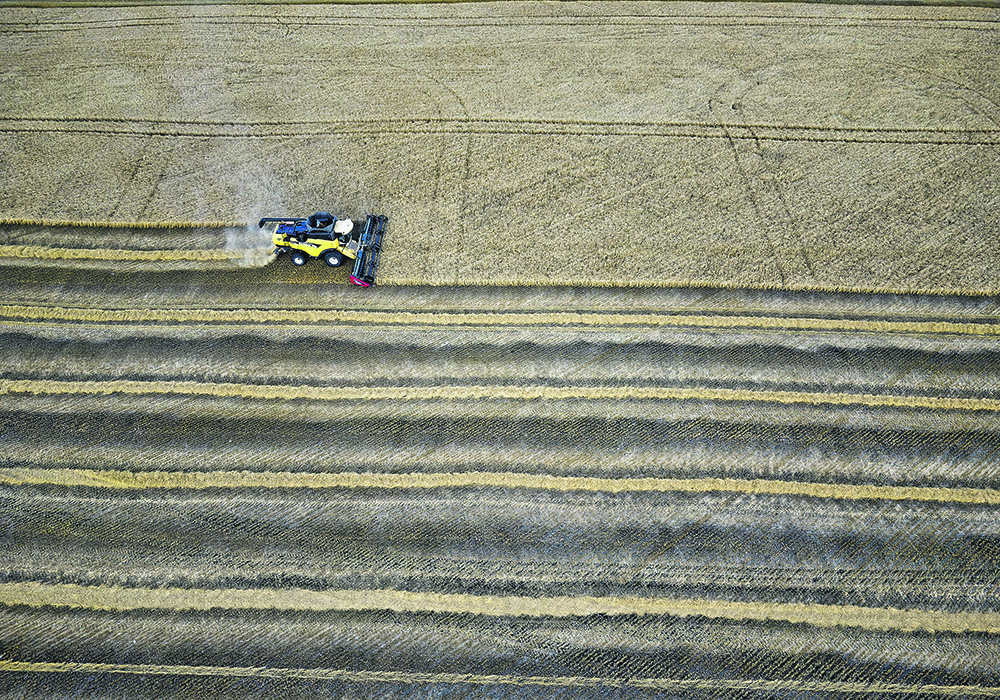 Justin Flowers harvests wheat east of Longview, Alta., Oct 1. Bad weather has raised crop quality concerns in the province.  |   Mike Sturk photo