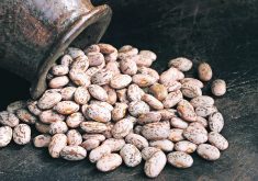 Pinto and black bean prices have been on a downward slide since spring. | Getty Images