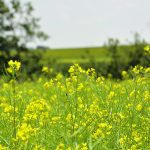 Canola exports to week nine of the 2024-25 crop year totalled 1.95 million tonnes, which is 1.22 million tonnes ahead of last year’s pace. A significant portion of the exports have been to China. | File photo