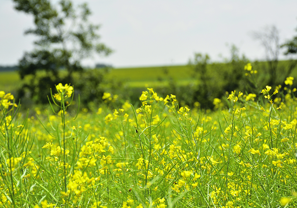 Canola exports to week nine of the 2024-25 crop year totalled 1.95 million tonnes, which is 1.22 million tonnes ahead of last year’s pace. A significant portion of the exports have been to China.  |  File photo