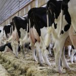 A private member’s bill that wants to take supply management off the trade table is at the centre of attention in Ottawa. | File photo