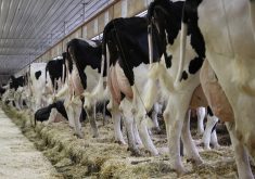 A private member’s bill that wants to take supply management off the trade table is at the centre of attention in Ottawa. | File photo