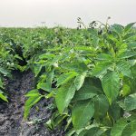 Potato production has jumped nearly 20 percent to 125 million hundredweight in 2022-23 from 105 million cwt. in 2017-19. | Greg Berg photo