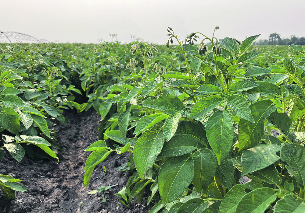 Potato production has jumped nearly 20 percent to 125 million hundredweight in 2022-23 from 105 million cwt. in 2017-19.  |  Greg Berg photo