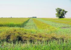 Swathing is identified as prime blackleg scouting time.  |  Alexis Stockford photo