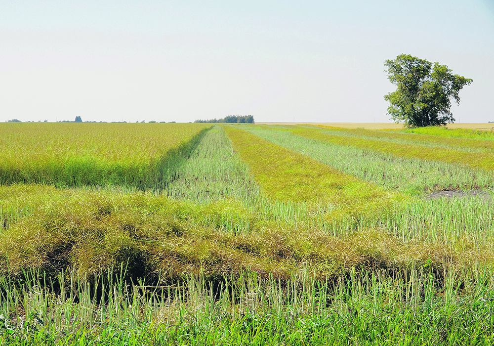Swathing is identified as prime blackleg scouting time.  |  Alexis Stockford photo