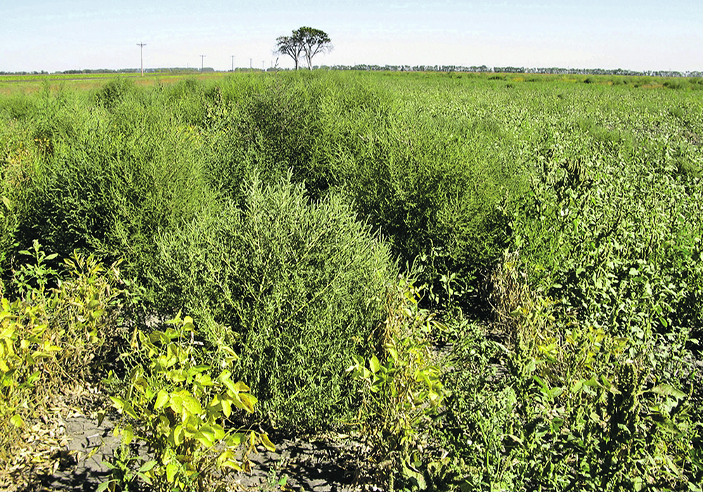Kochia seems biologically primed to resist any punches that farmers throw at it.  |  Manitoba Agriculture photo