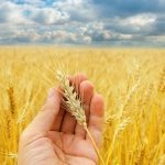 It’s important to first to figure out what crop improvements will help your farm be successful, and then communicate them to your producer
groups, or directly to the researchers. | Getty Images