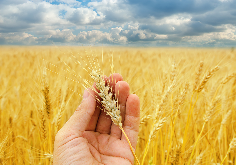  It’s important to first to figure out what crop improvements will help your farm be successful, and then communicate them to your producer
groups, or directly to the researchers. | Getty Images