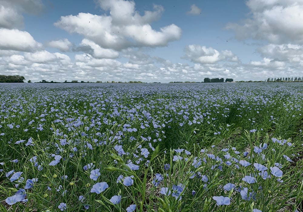 Statistics Canada estimates growers planted 503,200 acres of flax, the smallest crop since 1949. It is forecasting an average yield of 21.5 bushels per acre, which is very close to Saskatchewan Agriculture’s forecast of 22 bu. per acre for that province. Some industry observers think both those estimates are too low. | File photo