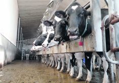 On Sept. 16, the Canadian Food Inspection Agency released new guidance for beef and dairy producers, given the still climbing number of cases of highly pathogenic avian influenza south of the border. | File photo